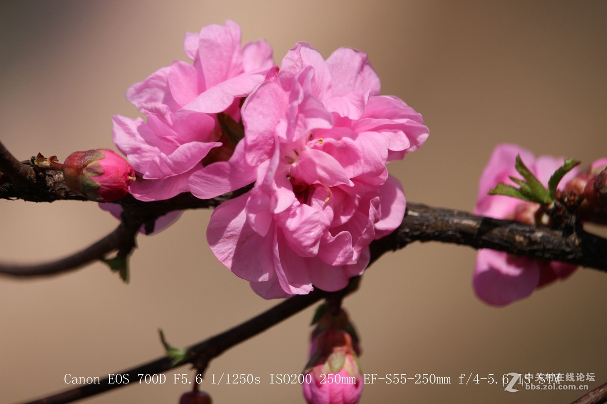 700D 55-250STM镜头