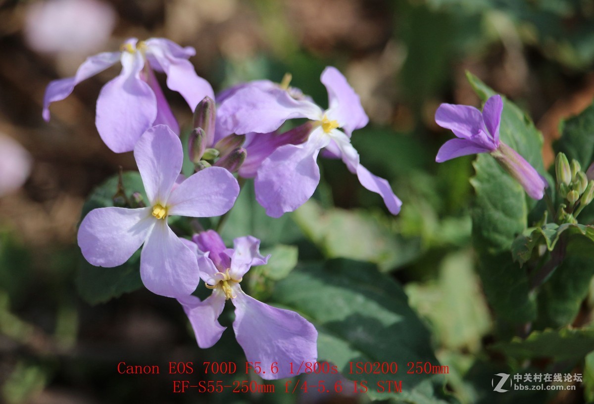 700D 55-250STM镜头