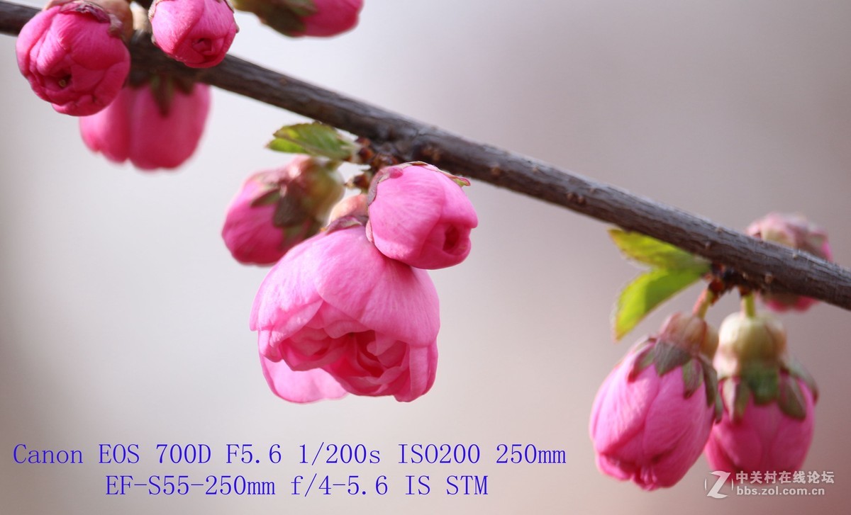 700D 55-250STM镜头