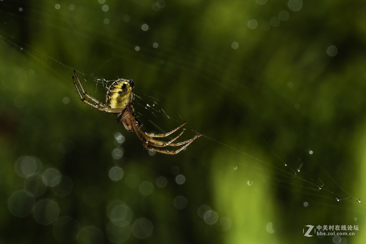 虫趣(豆娘、蟹蛛、食芽蝇等)