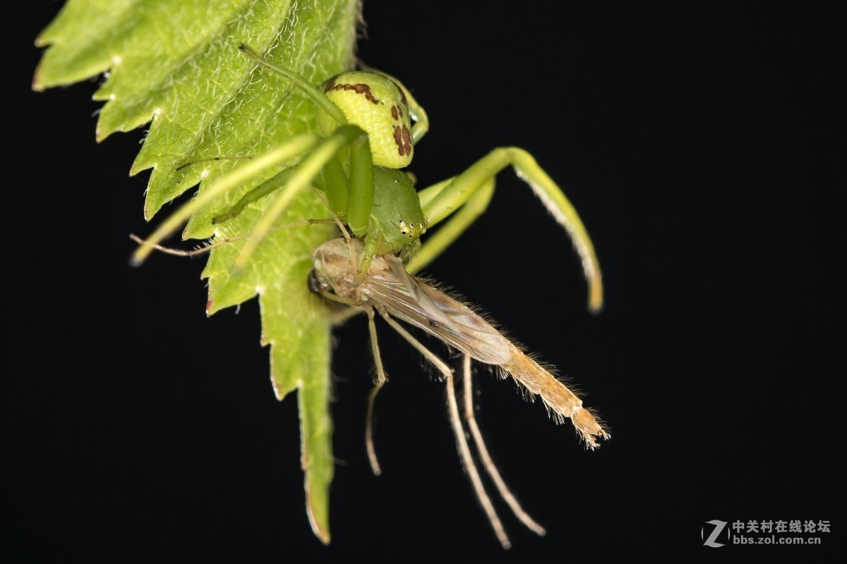 虫趣(豆娘、蟹蛛、食芽蝇等)