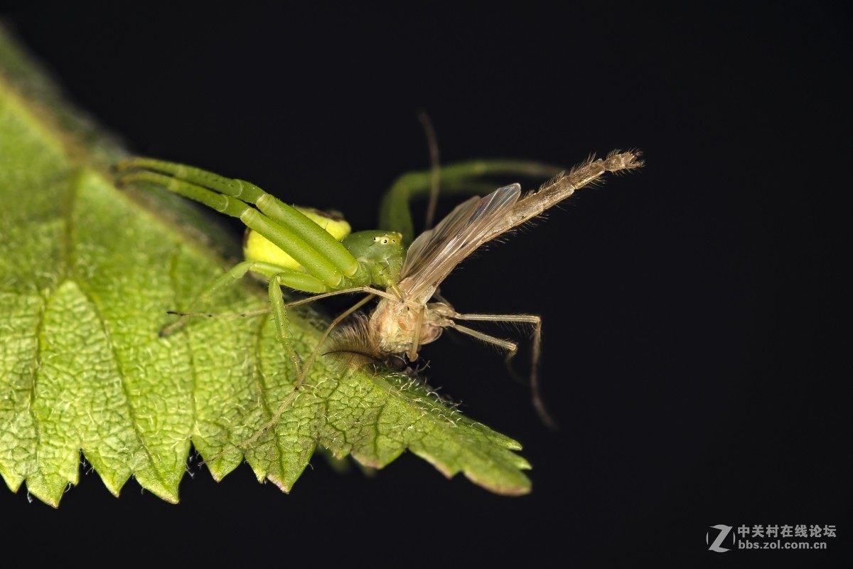 虫趣(豆娘、蟹蛛、食芽蝇等)