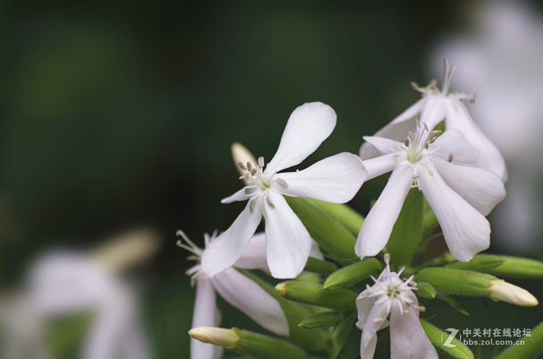 百花盛开石碱花