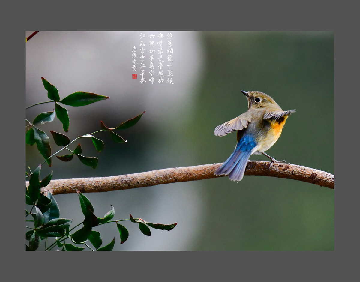 【老张光影】明湖戏鸟图