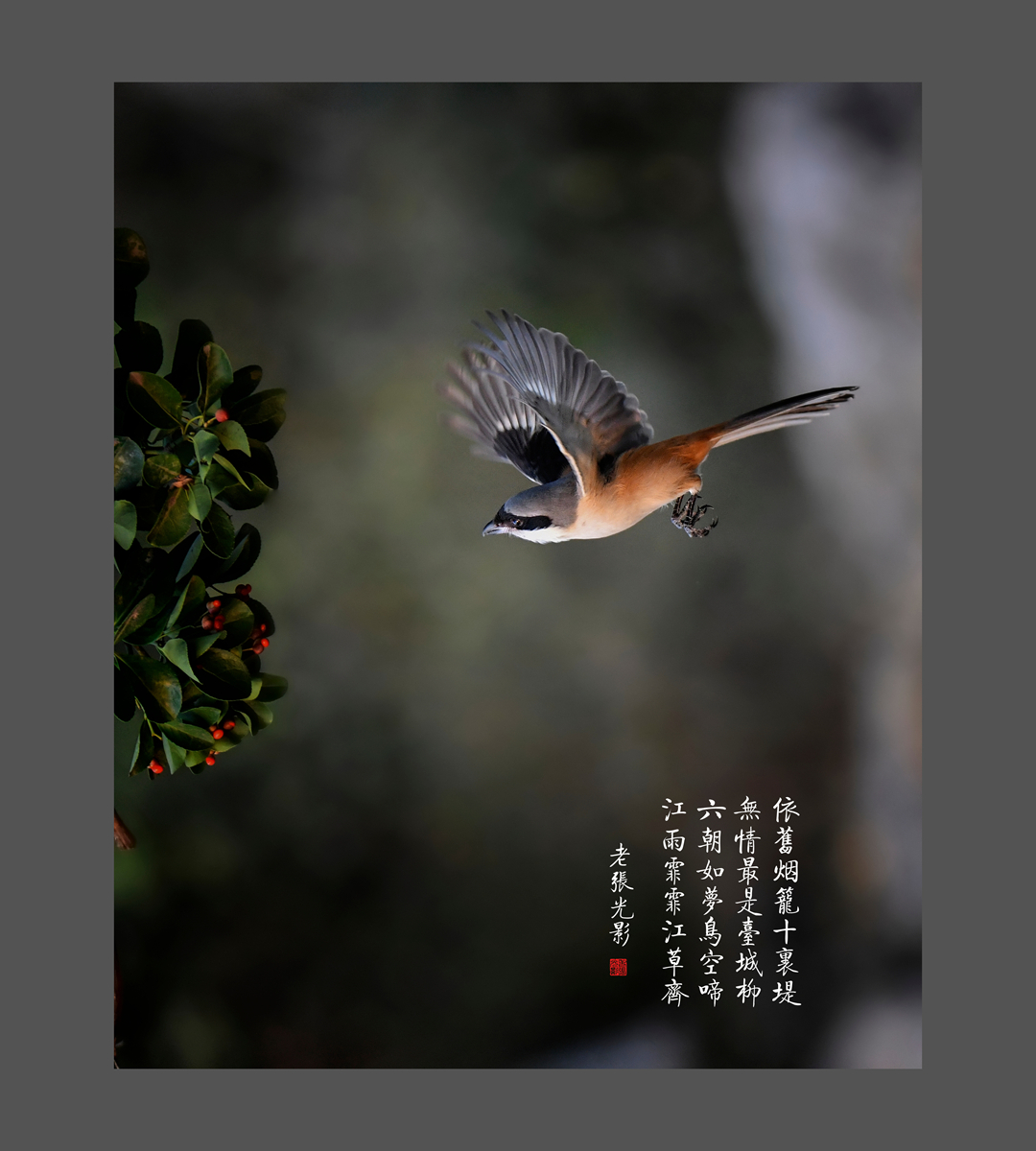 【老张光影】明湖戏鸟图