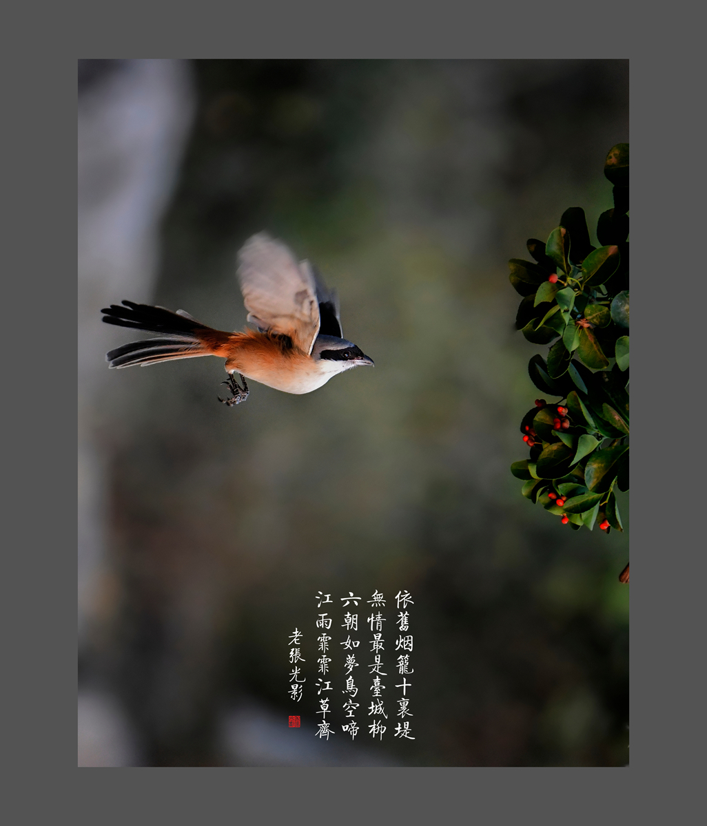 【老张光影】明湖戏鸟图