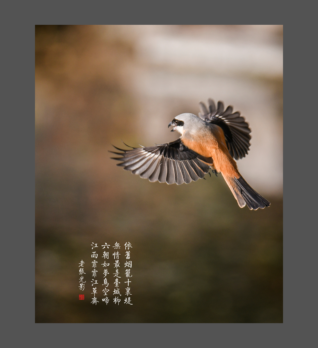 【老张光影】明湖戏鸟图