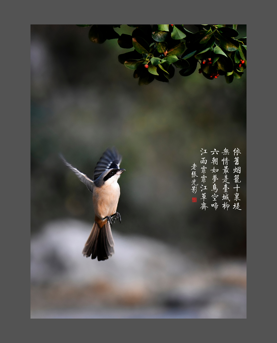 【老张光影】明湖戏鸟图