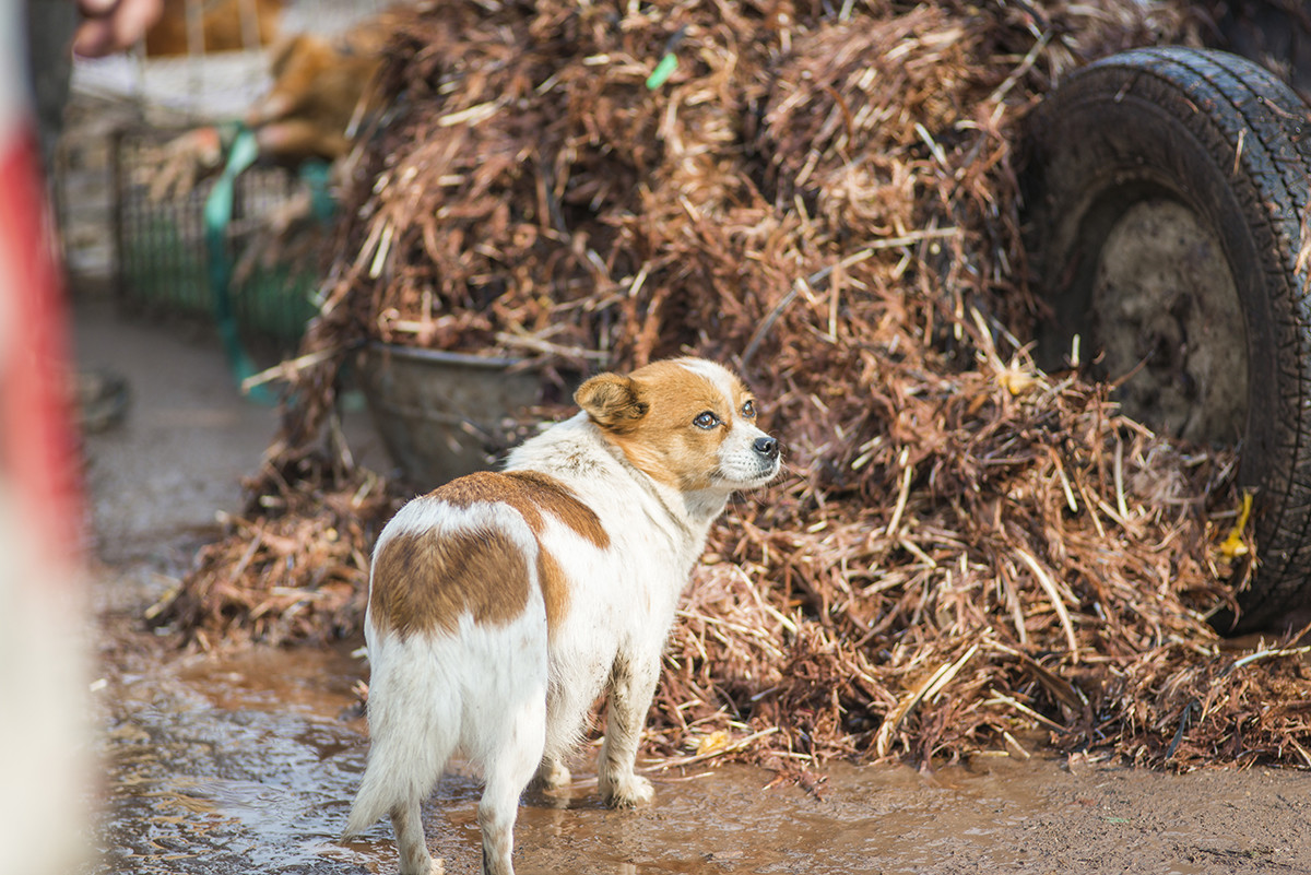 过年 赶农村大集