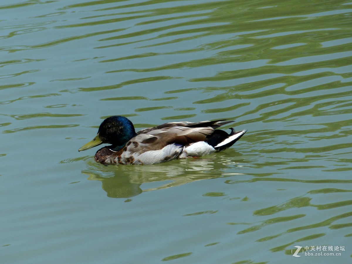 水边随拍，请多多指教。