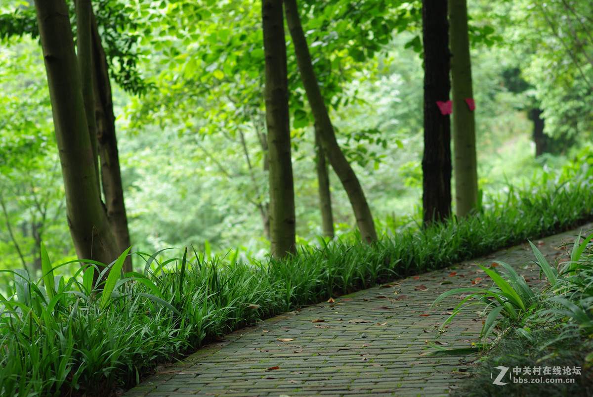 又泡泡植物园子