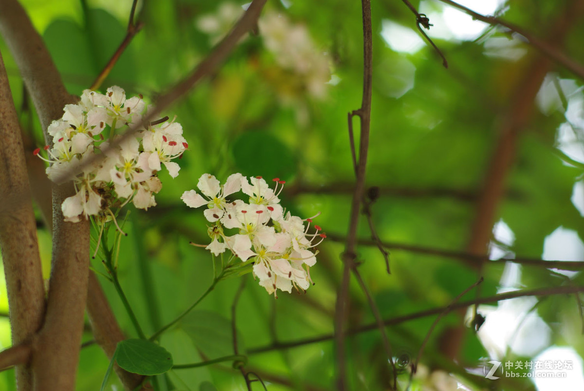 又泡泡植物园子