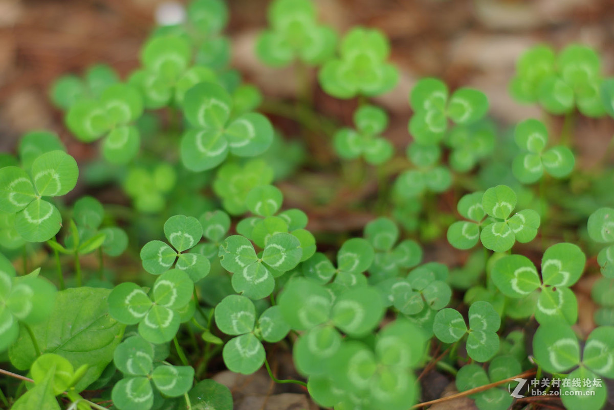 又泡泡植物园子