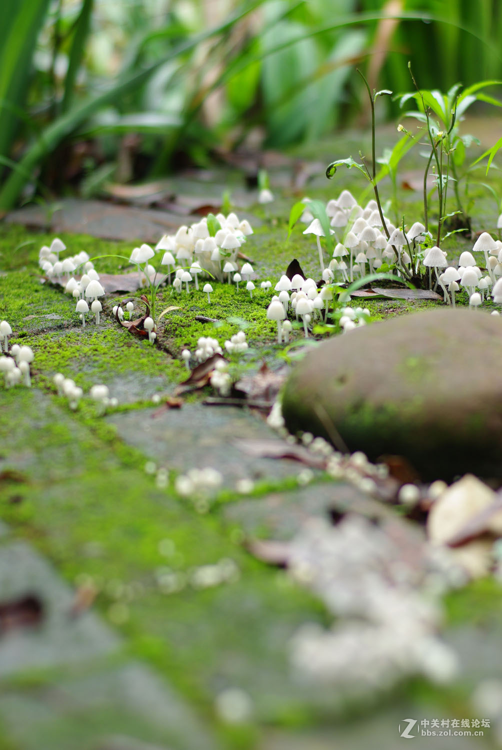 又泡泡植物园子