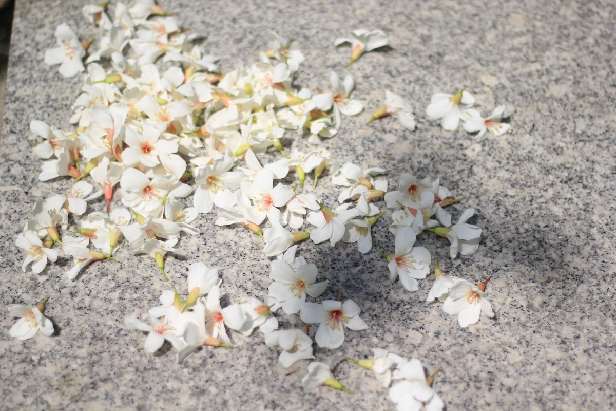 油桐花