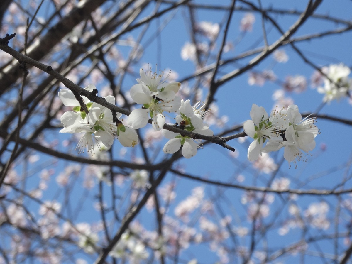 早春之花