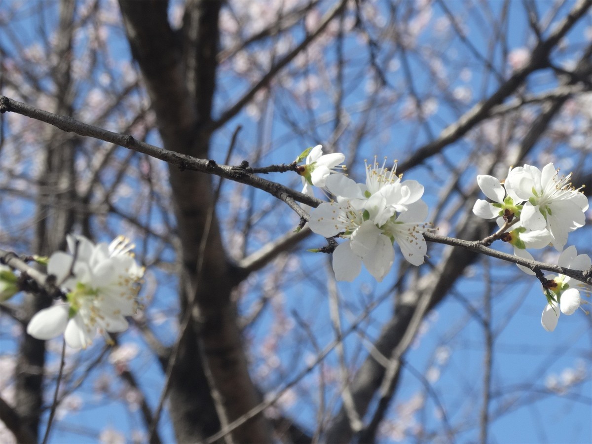 早春之花
