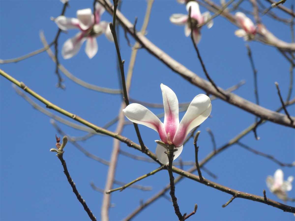 早春之花