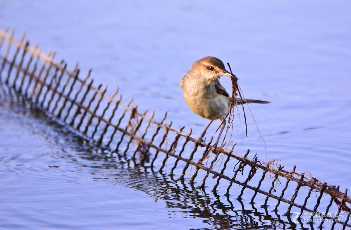 取材筑巢的大苇莺