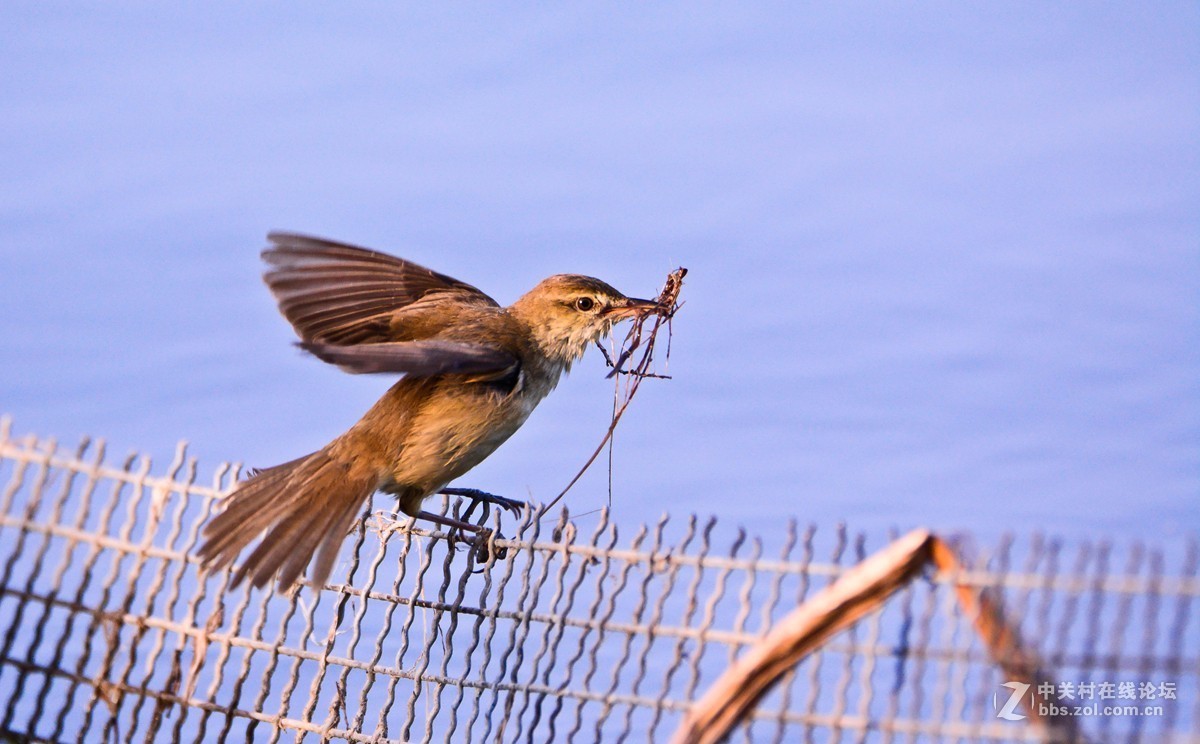 取材筑巢的大苇莺