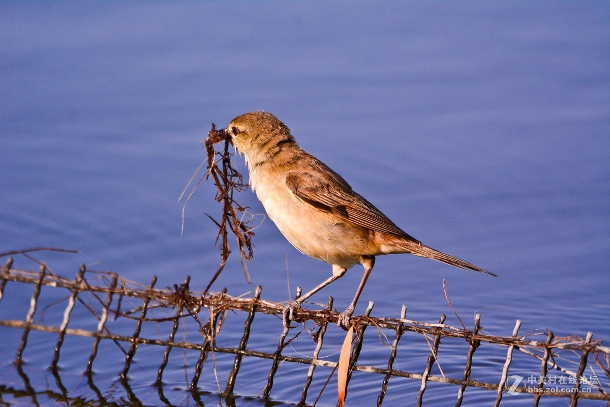 取材筑巢的大苇莺