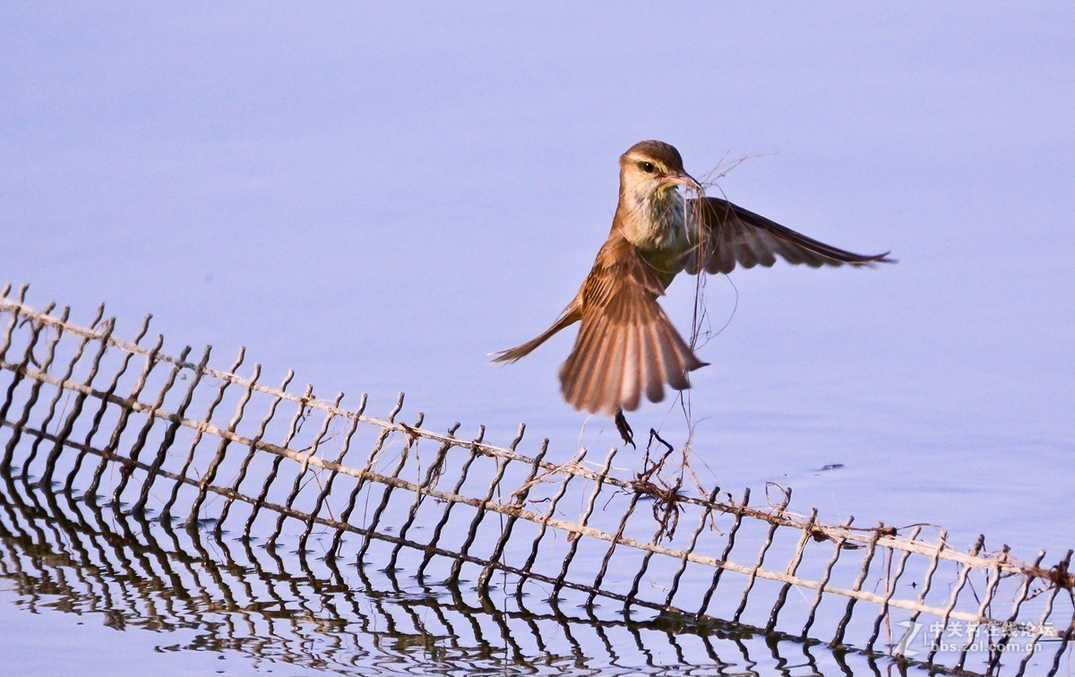 取材筑巢的大苇莺