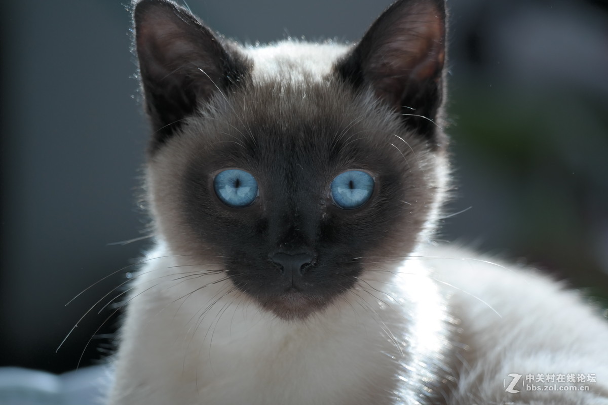 我家的天猫和搜狗