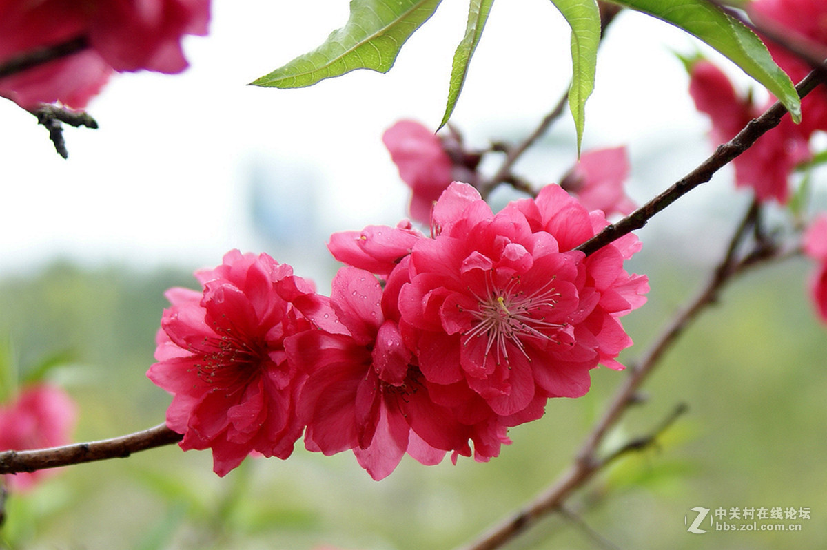 梅花梅花我爱你图片