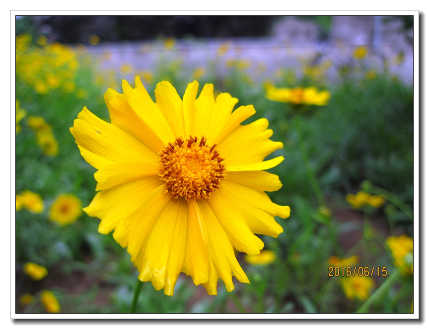 【行行摄摄】好久没用小a了