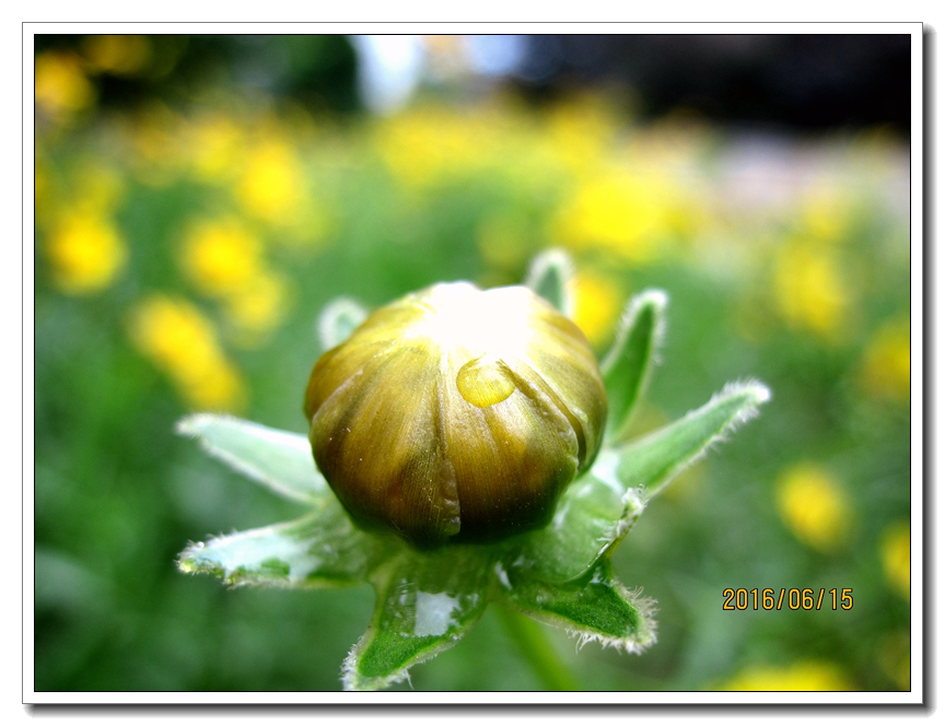 【行行摄摄】好久没用小a了