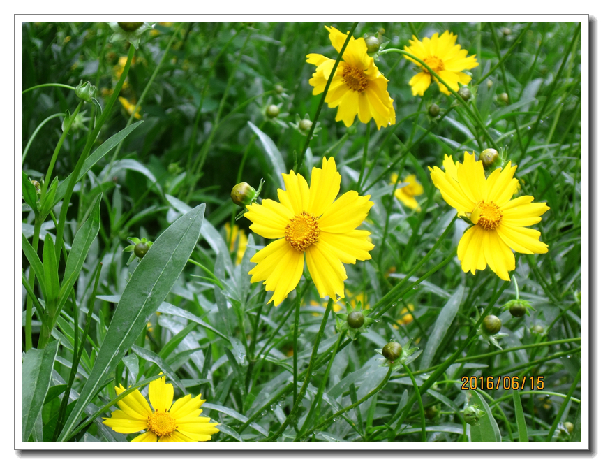 【行行摄摄】好久没用小a了