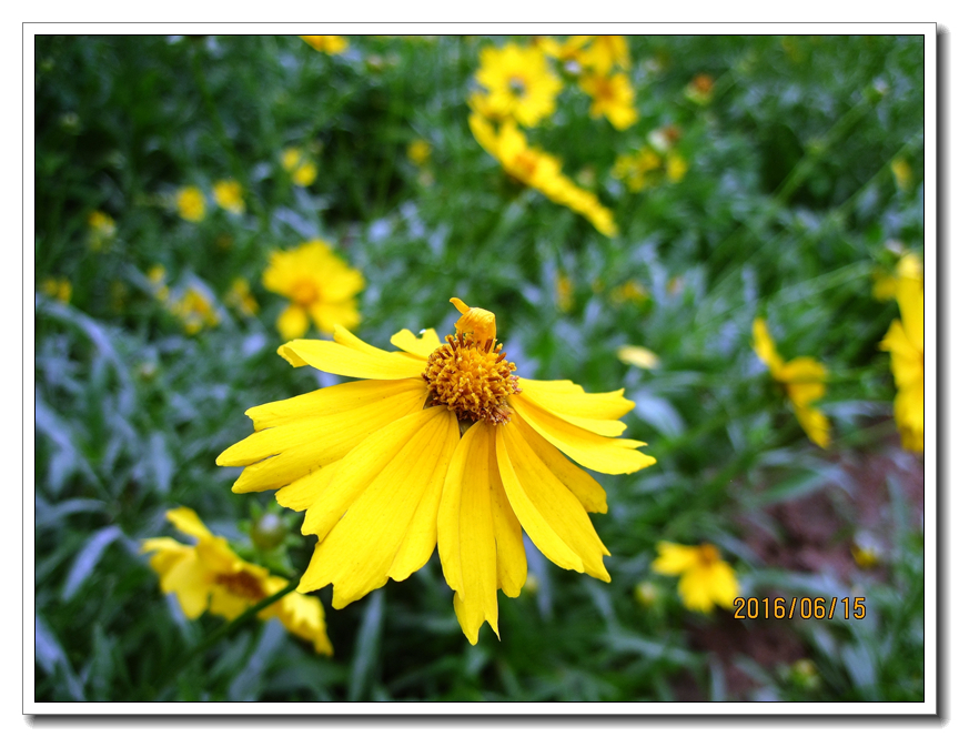 【行行摄摄】好久没用小a了