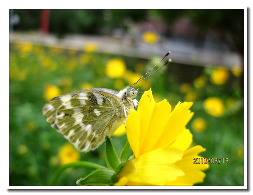 【行行摄摄】好久没用小a了