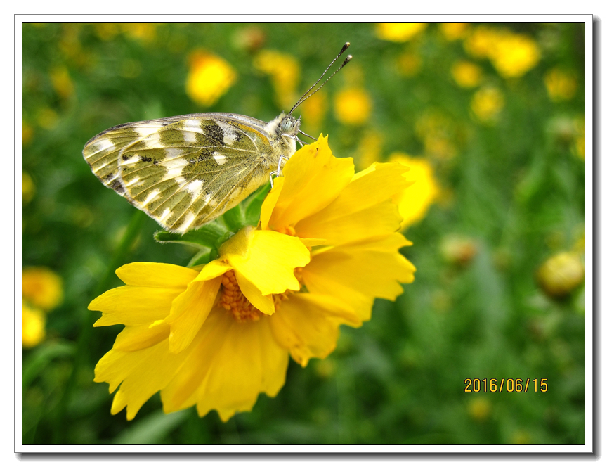 【行行摄摄】好久没用小a了