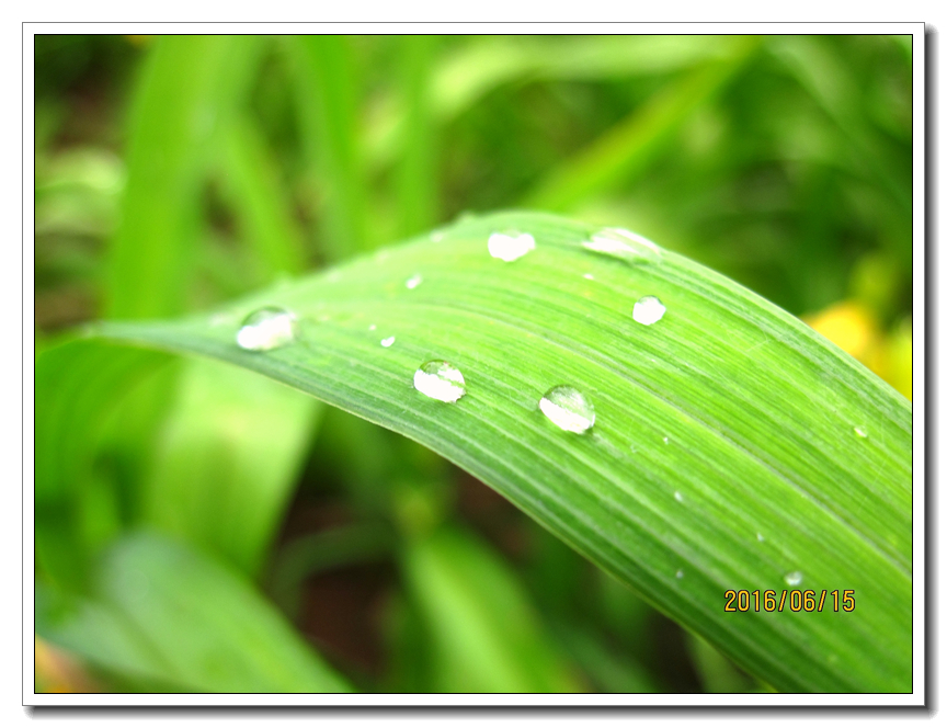 【行行摄摄】好久没用小a了