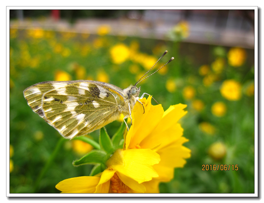 【行行摄摄】好久没用小a了