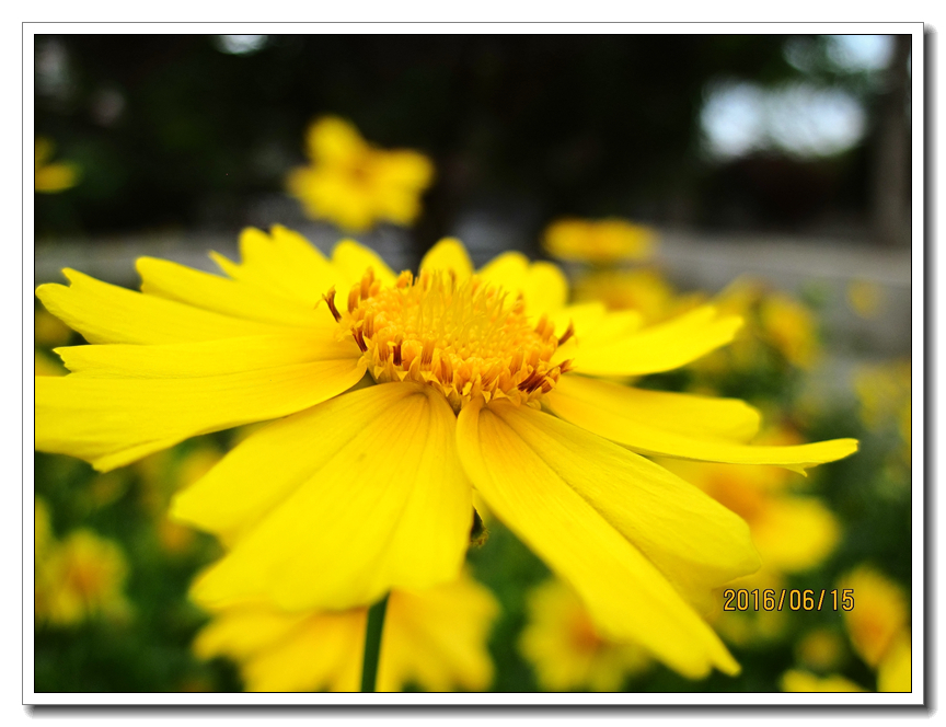 【行行摄摄】好久没用小a了