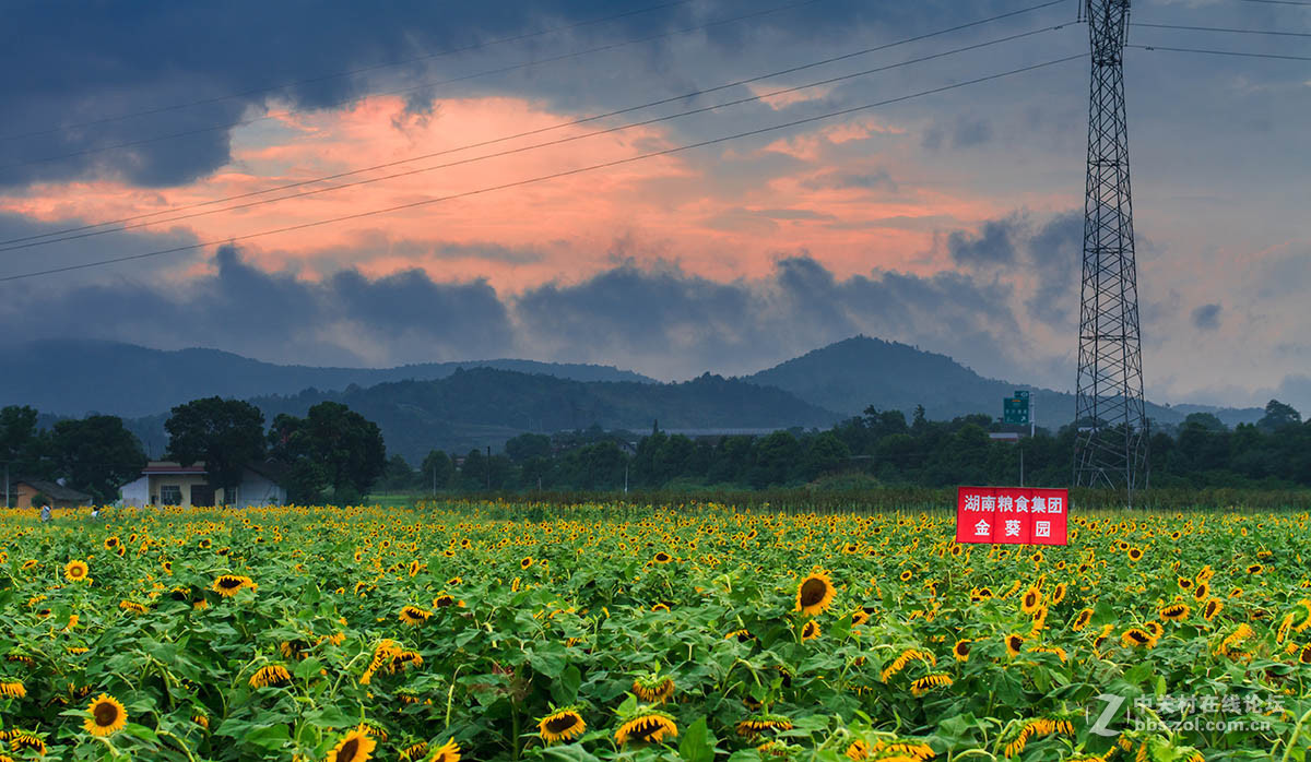 韶山银田葵花成海