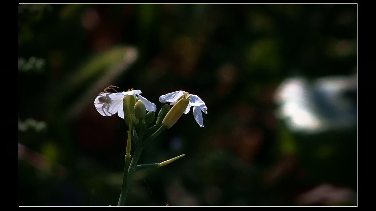 蝶恋花《秋之恋》
