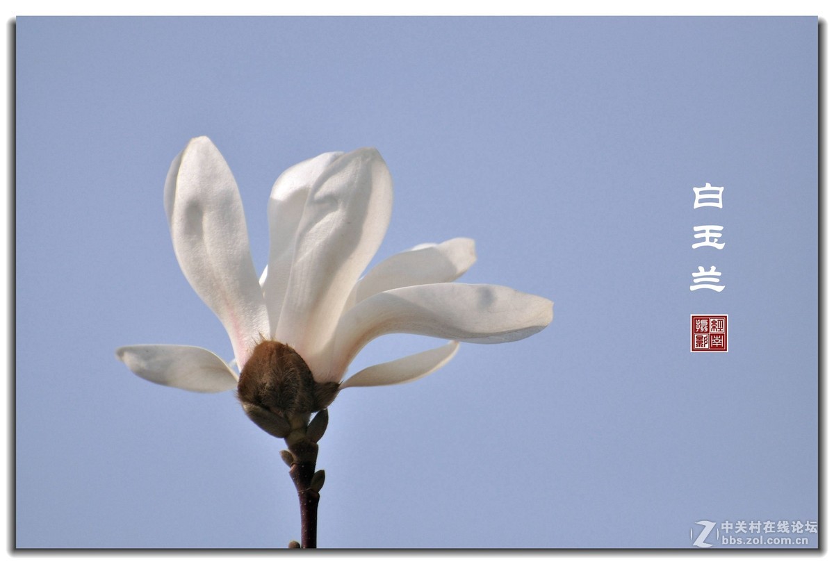 春归时节看玉兰2
