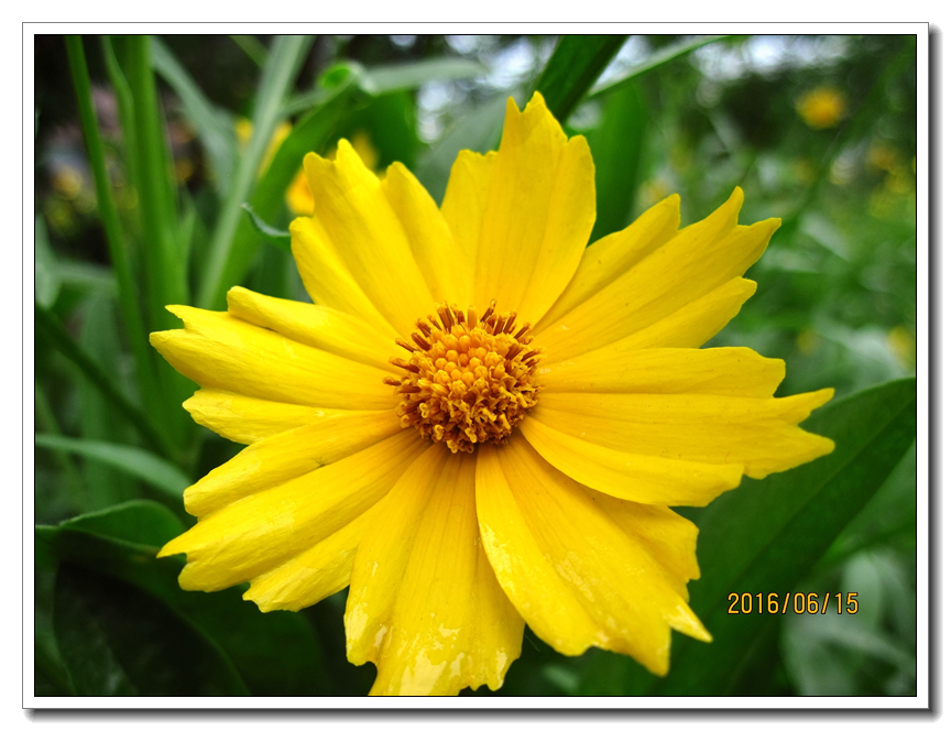 【行行摄摄】好久没用小a了