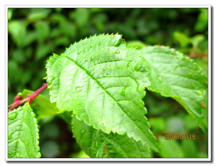 【行行摄摄】好久没用小a了