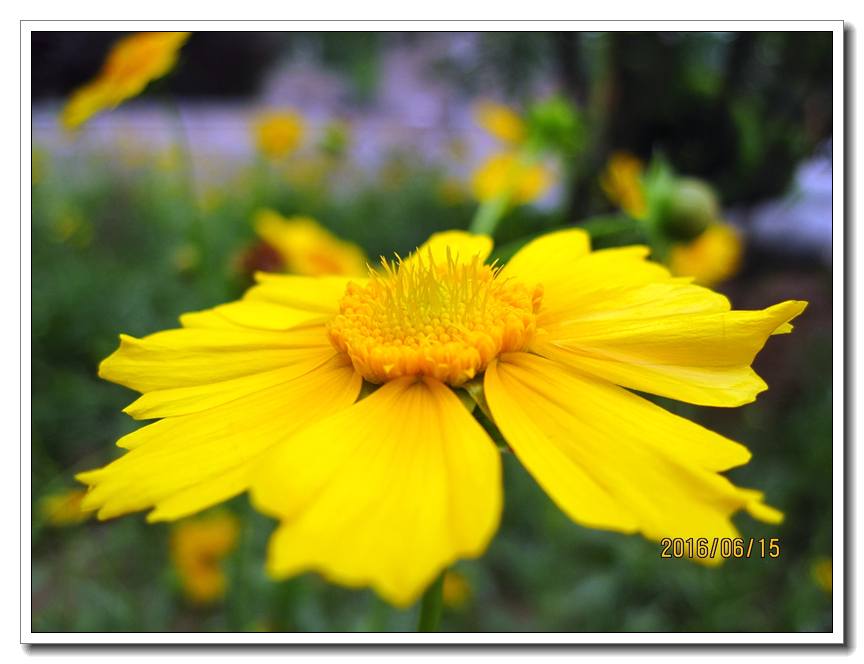 【行行摄摄】好久没用小a了