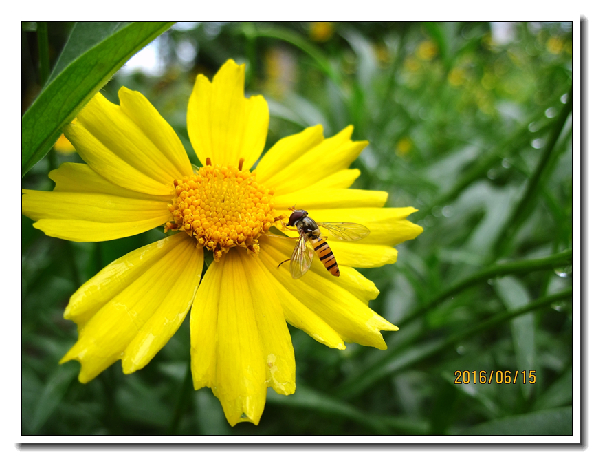 【行行摄摄】好久没用小a了