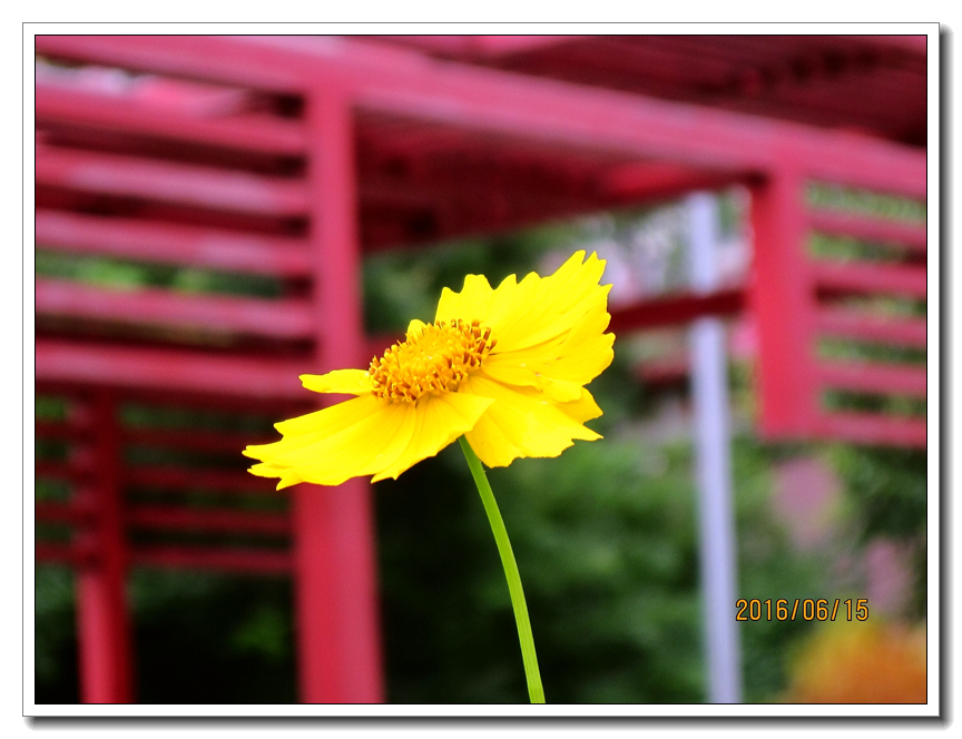 【行行摄摄】好久没用小a了