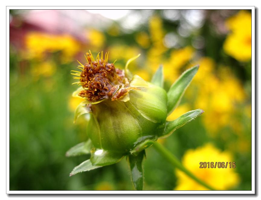 【行行摄摄】好久没用小a了