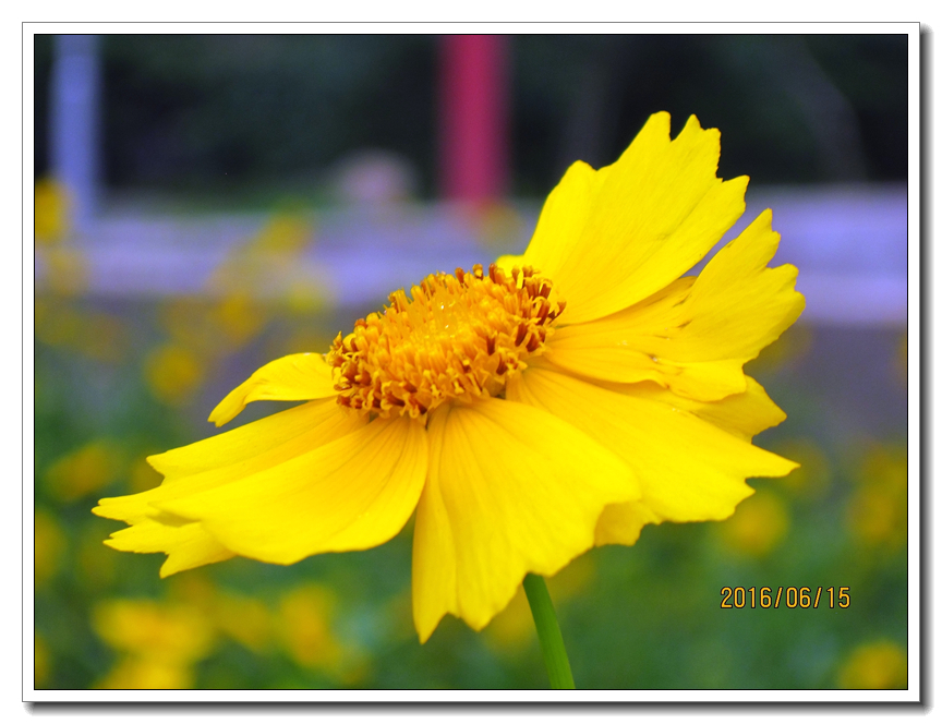 【行行摄摄】好久没用小a了