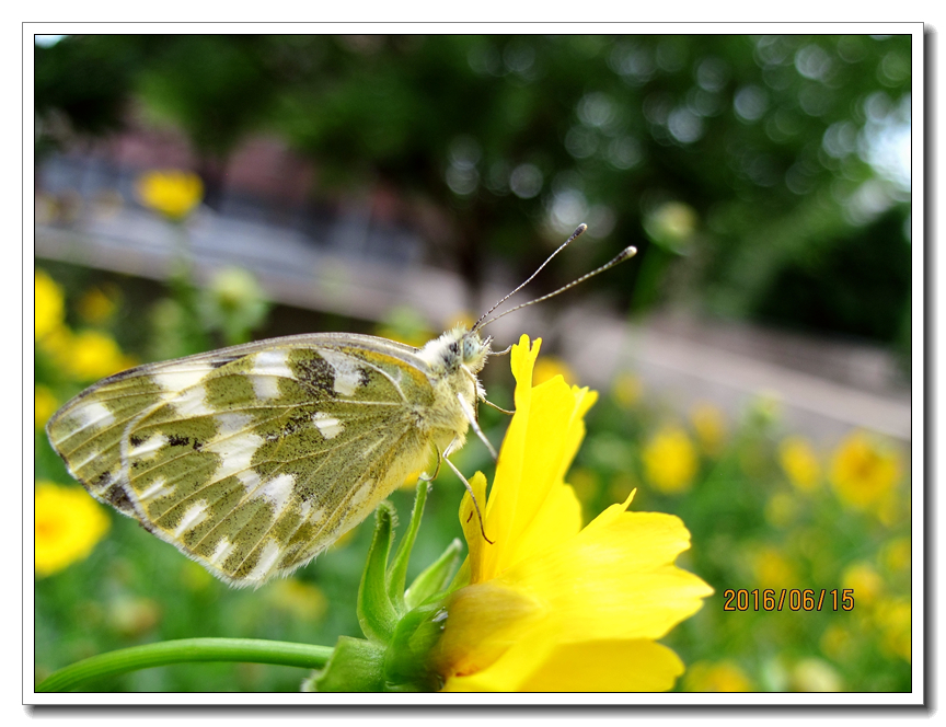 【行行摄摄】好久没用小a了