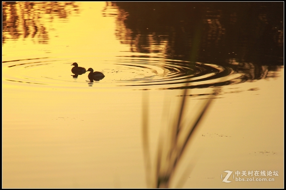 红藕香残玉簟秋