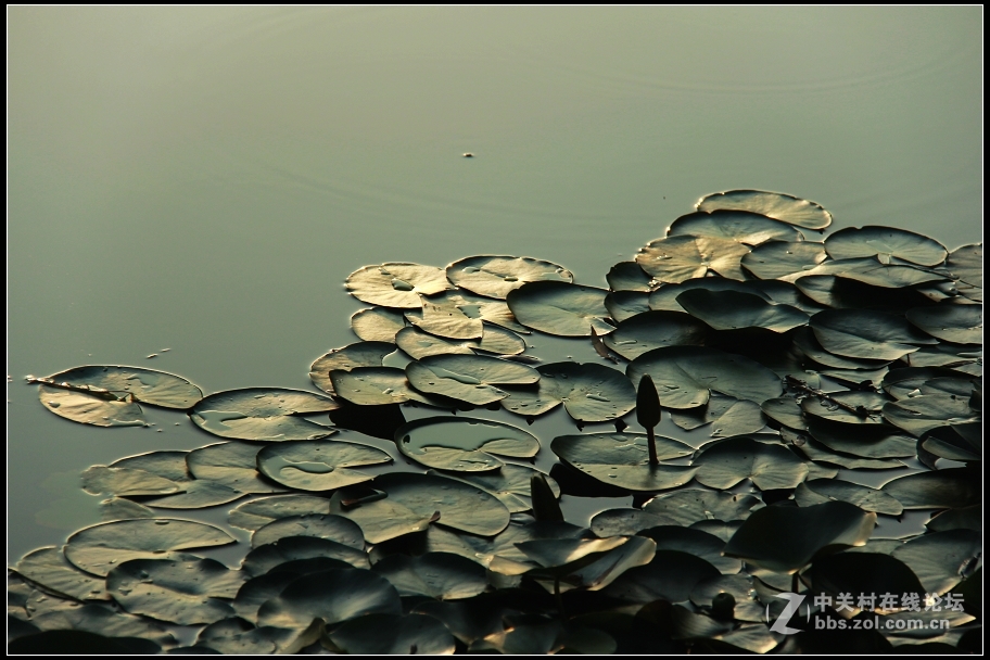 红藕香残玉簟秋